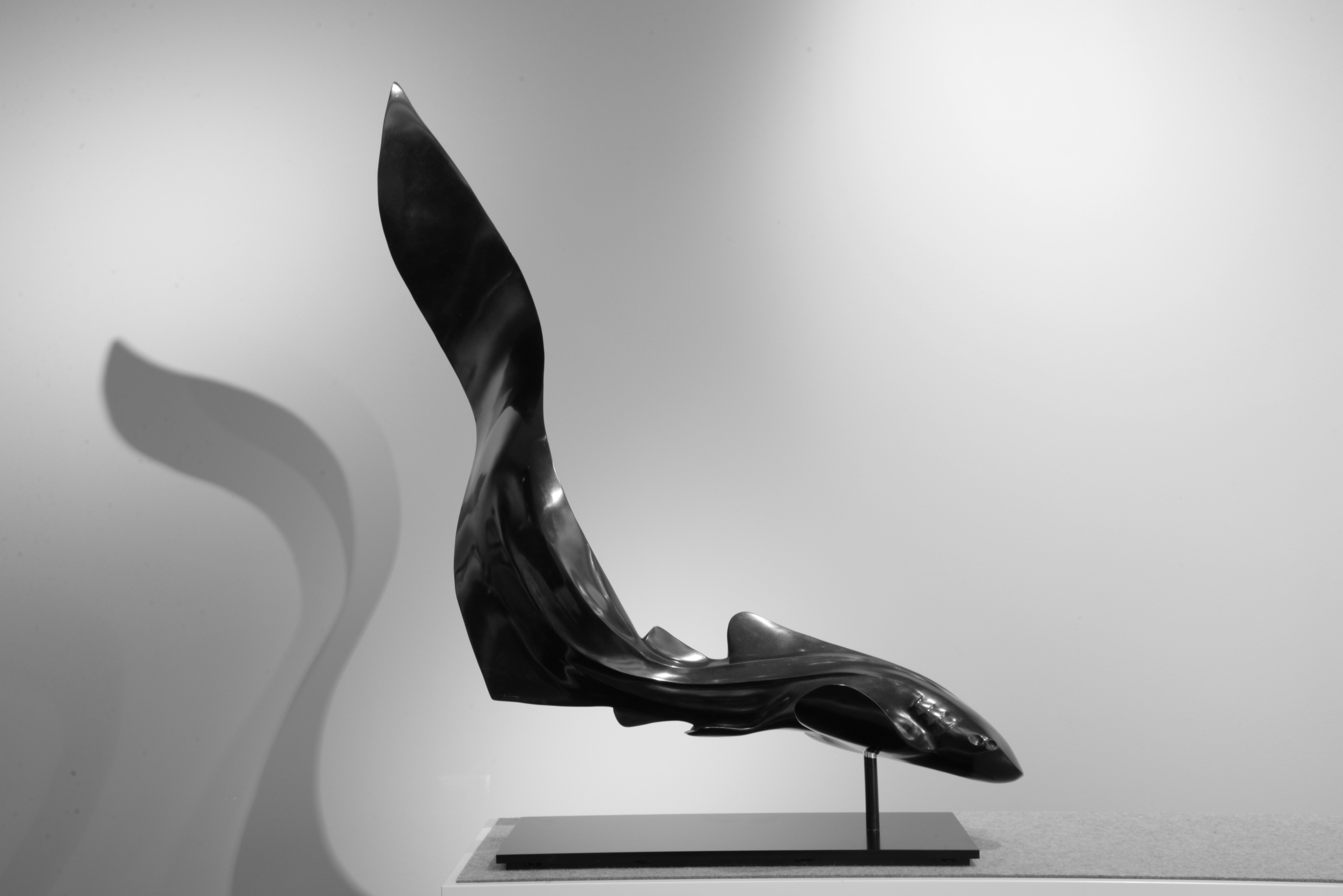 JEUNE STEGOSTOMA II 
Requin zèbre
